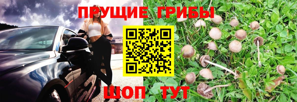 Псилоцибиновые грибы GOLDEN TEACHER  Галлюциногенные грибы мухоморы  Вологда  Вход с VPN 